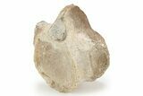 Fossil Plesiosaur (Thililua?) Vertebra - Asfla, Morocco #240955-1